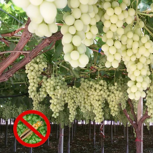 Tripidi della vite da tavola: guida alla difesa